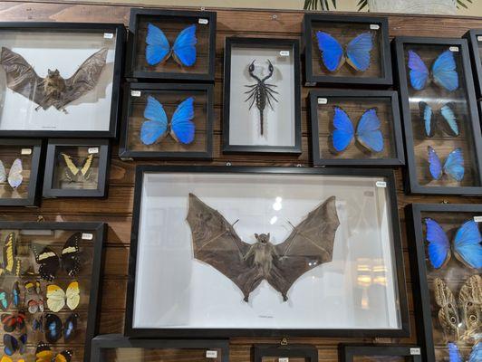 Taxidermy ba amid Blue morphos