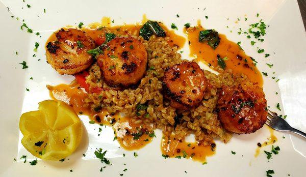 Scallops over farro