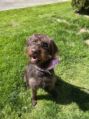 So fresh after her Grooming appointment!