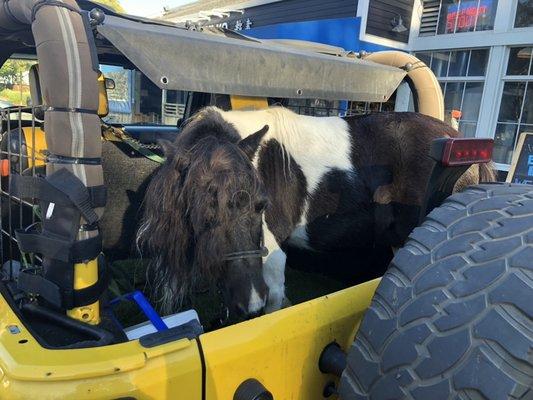 We did not deliver this pony that was tucked into this Jeep!