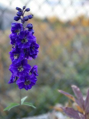 Gorgeous flowers