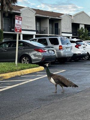 Neighborhood Peacock