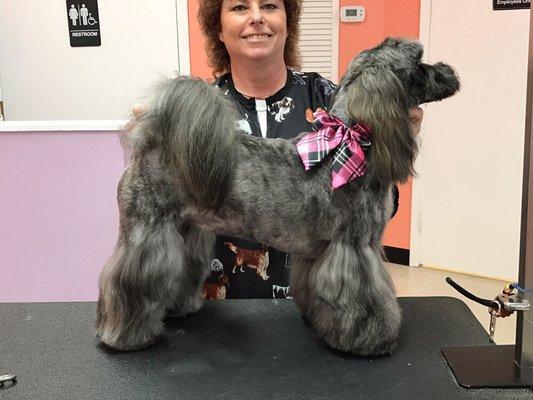 Michelle groomed her pup Lola in an Asian Fusion Style trim. Just adorable!!