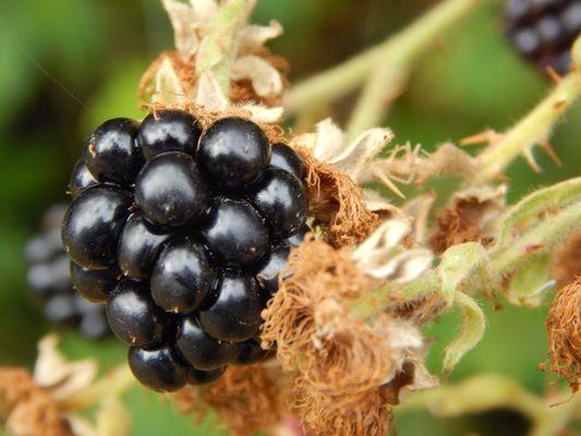 Super ripe blackberry.