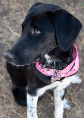 Rosie says "Thanks" Sit Means Sit!