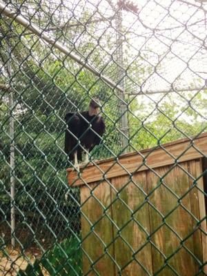 turkey vulture