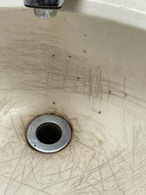 Bugs in bathroom sink