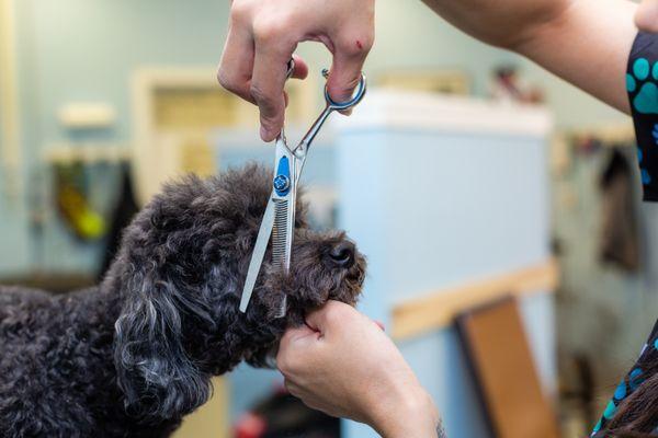 Upscale Tail Pet Spa & Grooming