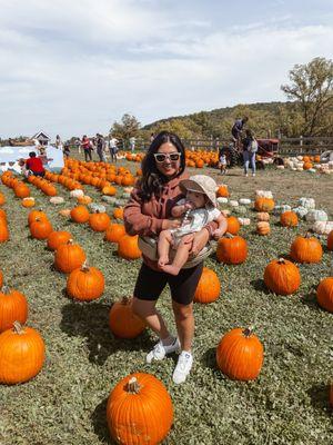 pumpkin picking area