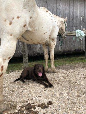 Our dog Rosie finds a shady spot to nap under Leo