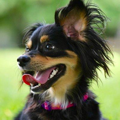 Zoey in her new yard having a great time fetching sticks and her squeaky toy.  Thank you Sugar Land Animal Services!