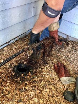 The roots that came up from the snaking.  Lee had to snake it multiple times with different size blades to clear the blockage.