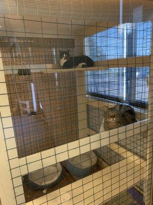 Our two cats in their tiki hut condo.