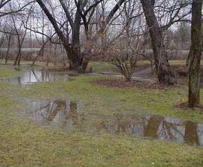 Pooling yard water before drainage work.