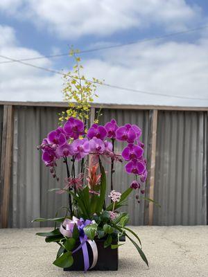 orchid arrangement