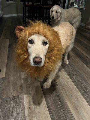 My adopted dog ready for Halloween