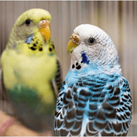 20 Years of Caring..Domestic and Exotic Pets- #beckyspetcare