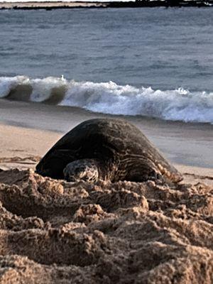 Turtle (Honu) on Marriott Beach at sunset - We visited 9/23/23 - 9/28/23.