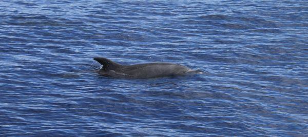 Bottle nose dolphins on the way back to the bay.  Very cool!