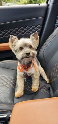 Benjamin fresh after his trim!