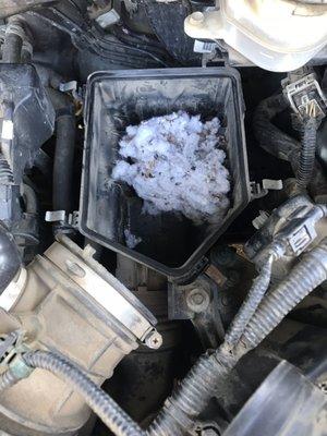 Mouse nest in air filter box