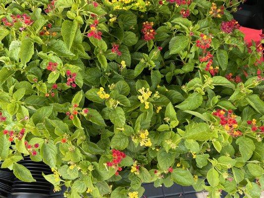 Lantana in a pot