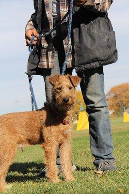 Obedience Dog Training