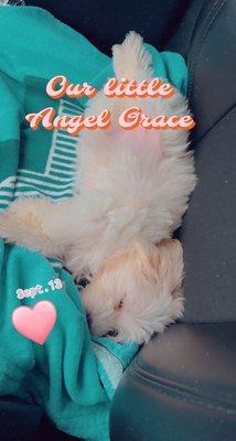 Angel Grace