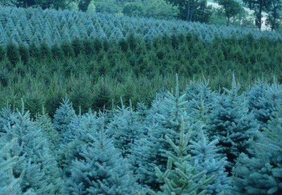 Blue Spruce