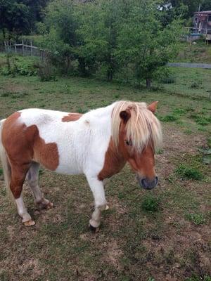 The friendly mini horse in the back.