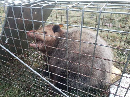 Opossum Removal by Summit Wildlife Control