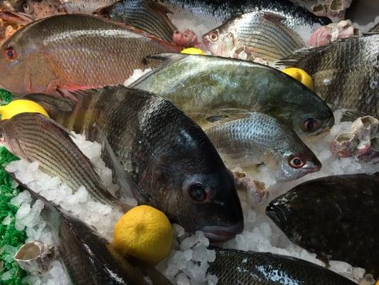 Snapper, Pompano, Sheephead, Seabass, Perch and more...