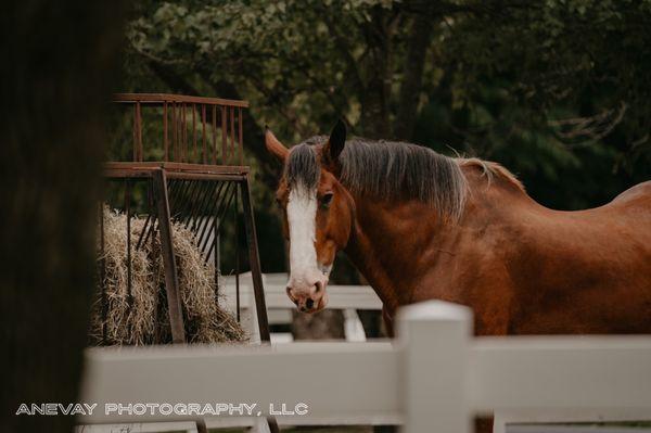 Clydesdale horse