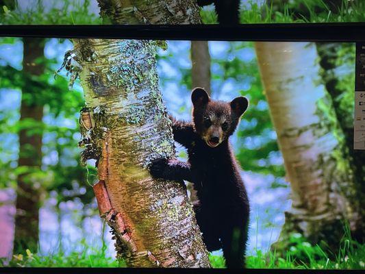 Here is my new Sony 65 & 55 inch Tv. on the wall. So clear and cute bear in Best Buy. I can't wait until  my new TV's arrive on Sunday.