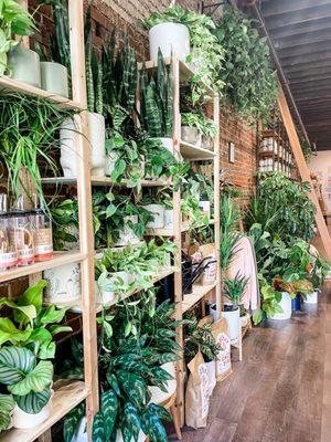 The wall of plants. Isn't it luscious?!