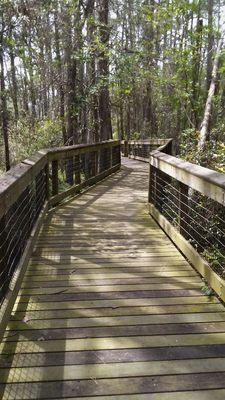 Boardwalks over swampy area