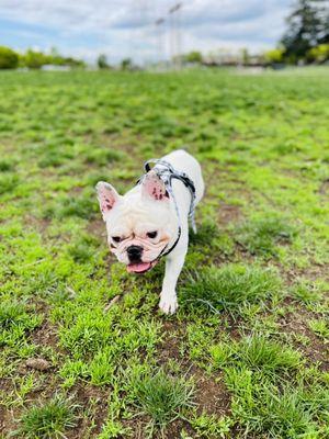 Dakota Memorial Off-Leash Dog Park