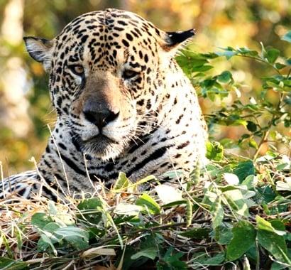 jaguar in the Pantanal