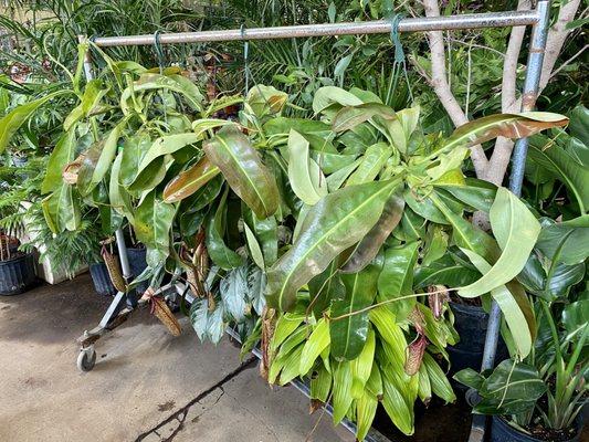 Giant pitcher plants