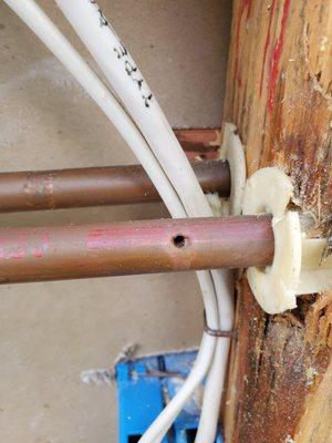 Stanley Pest Control damaged pipes.