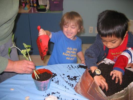 Planting our lima beans