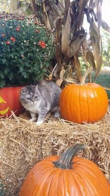 Tara Bolles furry friend- Roloff