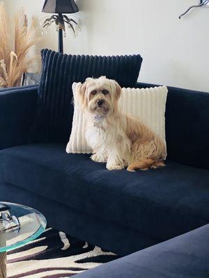 My new pup on my new couch!