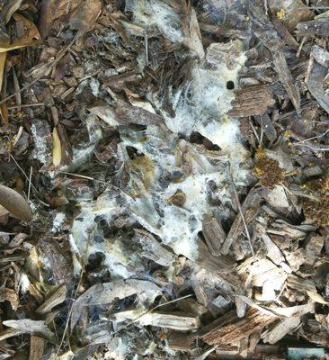 condition of one of many graves ...literal open mold and fluids leaking.