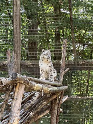 Snow leopard