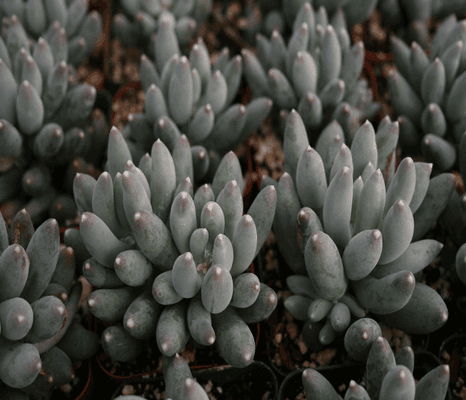 Pachyphytum-compactum