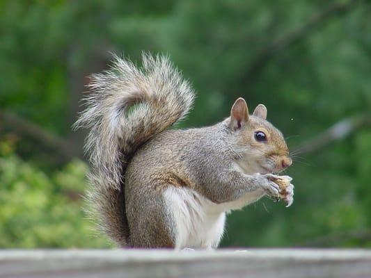 Wildlife Feed and Supplies