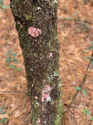 Healthy tree lichen