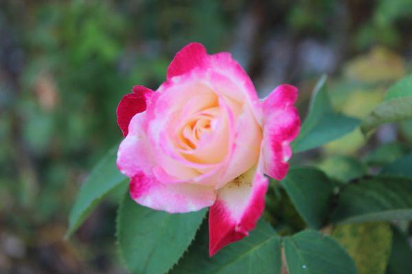 So many beautiful roses in the rose garden.