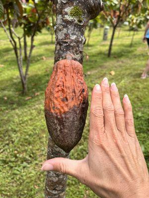 How big the almost fully grown cocoa pod is